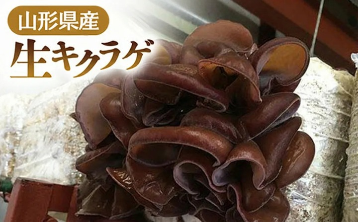 新庄市産干きくらげ